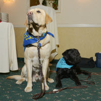 Service-Dogs-labs